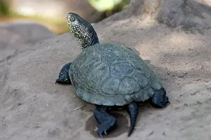 Terrapin: European Pond Terrapin
