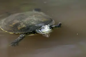 Terrapin: European Pond Terrapin - in water
