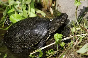 Terrapin: European Pond Terrapin - in water