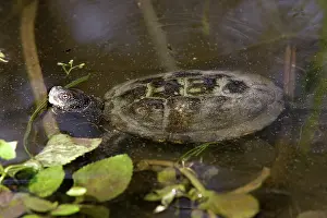 Terrapin: European Pond Terrapin - in water