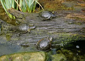 Terrapin: European Pond Terrapins