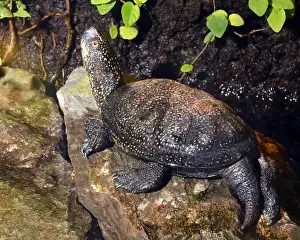 Tortoise: European Pond Tortoise, ponds and lakes in central