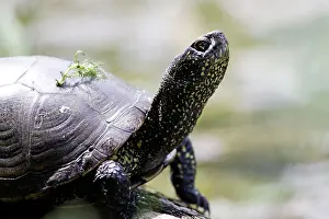 Terrapin: European Pond Turtle