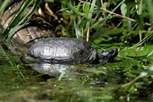 Terrapin: European Pond Turtle