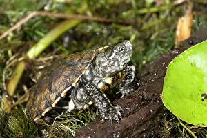 Terrapin: European Pond Turtle