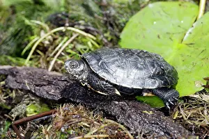 Terrapin: European Pond Turtle