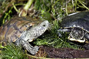 Terrapin: European Pond Turtle