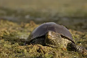 Reptilien: European Pond Turtle