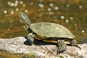 Emydidae: European pond turtle (Emys orbicularis)