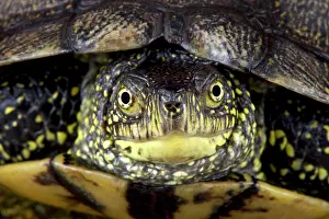 Emys: European pond turtle (Emys orbicularis), France