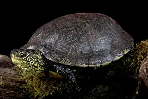 Emys: European pond turtle (Emys orbicularis), France