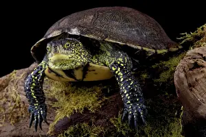 Emys: European pond turtle (Emys orbicularis), France