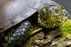 Portrai: European Pond Turtle (Emys orbicularis) portrai