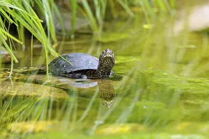 Turtles: A European pond turtle (Emys orbicularis) rests in shallow water on a stone lying in the pond
