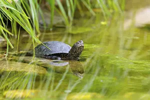 Turtles: A European pond turtle (Emys orbicularis) rests in shallow water on a stone lying in the pond