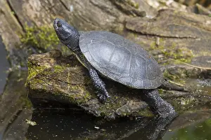 051217: European Pond Turtle - resting turtle - Germany