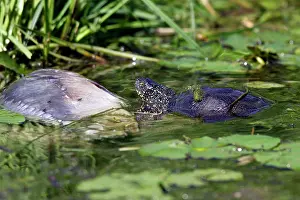 Terrapin: European Pond Turtle / Terrapin - eating a dead
