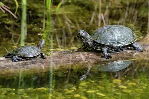 Turtles: European pond turtles (Emys orbicularis), sitting
