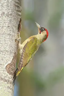 Populus: European (Populus tremula) green woodpecker (Picus