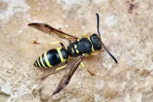 Helder: European Potter Wasp