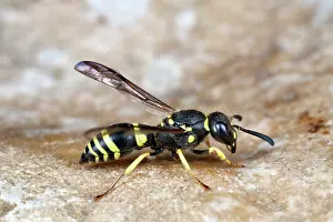 Helder: European Potter Wasp