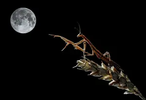 Creepy: European / Praying Mantis adult perched on a branch