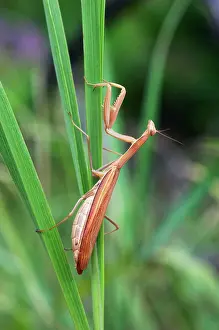 Hides: European / Praying Mantis - hides in long grasses