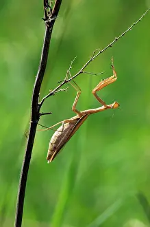 Hides: European / Praying Mantis - hides in long grasses