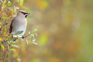 Bombycilla: European Privet