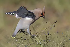 Bombycilla: European Privet