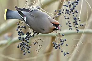 Bombycilla: European Privet