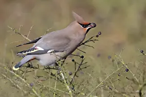 Bombycilla: European Privet