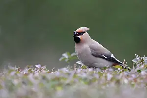 Bombycilla: European Privet