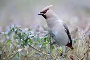 Bombycilla: European Privet