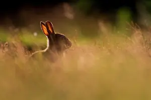 Rspb: European Rabbit
