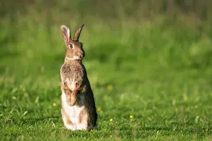 Vigilant: European Rabbit