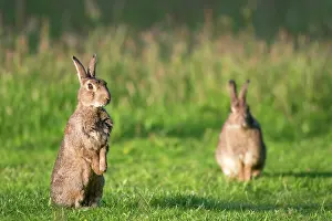 Vigilant: European Rabbit