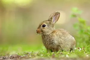 Cuniculus: European Rabbit