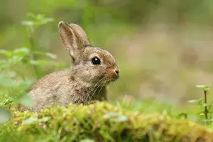 Cuniculus: European Rabbit