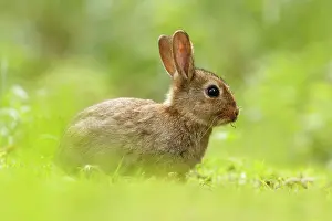 Cuniculus: European Rabbit