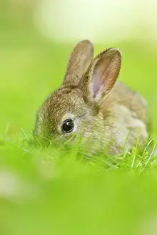 Cuniculus: European Rabbit