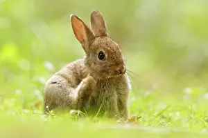 Scratching: European Rabbit