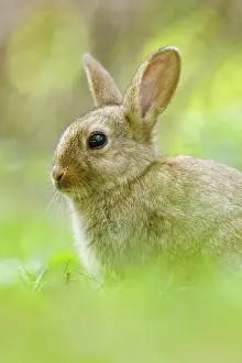 Cuniculus: European Rabbit