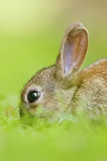 Cuniculus: European Rabbit