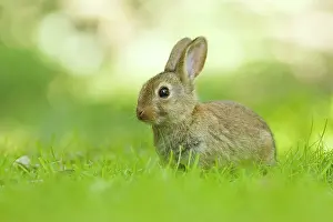 Cuniculus: European Rabbit