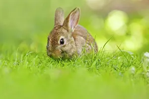 Cuniculus: European Rabbit
