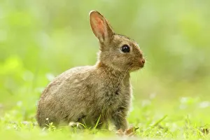 Cuniculus: European Rabbit