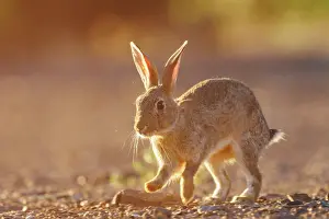 Dehesa: EUROPEAN RABBIT