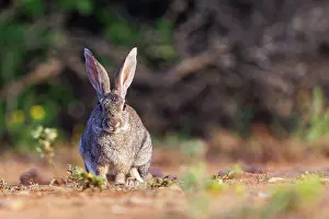 Dehesa: EUROPEAN RABBIT