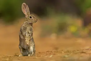 Dehesa: EUROPEAN RABBIT